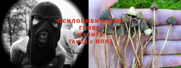прущие грибы Лабытнанги